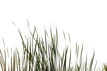 Wild grass leaves on white isolated background for green foliage backdrop 
