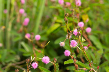 Mimosa pudica / Mimosa pigra in Fabaceae family on blurred green background. Beautiful pink flowers growing on a summer meadow.
