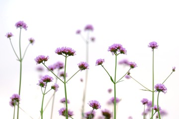 A bouquet  of purple verbena flower blossom in botanical garden on white isolated background  - obrazy, fototapety, plakaty