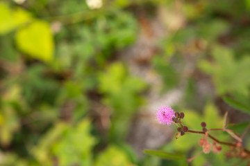 Mimosa pudica / Mimosa pigra in Fabaceae family on blurred green background. Beautiful pink flowers growing on a summer meadow.