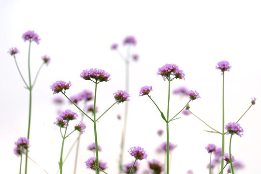 A bouquet  of purple verbena flower blossom in botanical garden on white isolated background 