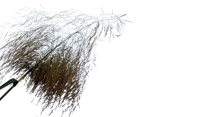 Wild grass flower blossom on white isolated background for green foliage backdrop 