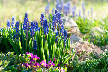 Group of blue flowers in bright sunlight, spring background with grape hyacinth blooming in springtime garden, Muscari armeniacum bluebells