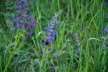 Spring field flowers of blue and violet, bells on a meadow in the forest, wild flower trees
