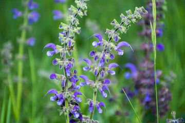Spring field flowers of blue and violet, bells on a meadow in the forest, wild flower trees