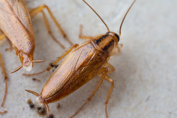 Cockroaches close up