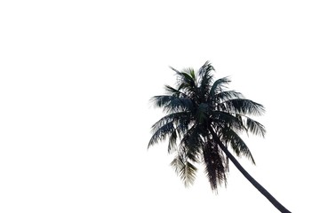 Coconut tree on white isolated background for green foliage backdrop 