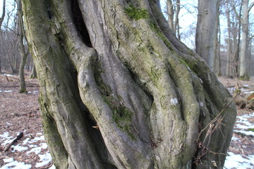 Braided tree on Kačín, Malé Karpaty, Slovakia