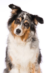 Australian shepherd dog sitting on white background
