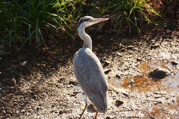 A heron in the stream
