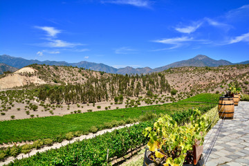 chilean winery 
