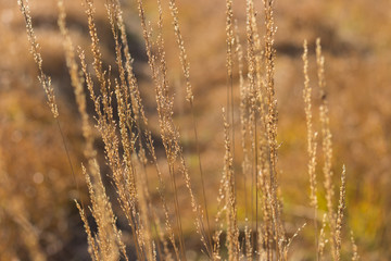 Fototapeta premium Close up yellow autumn grass on a field with soft sun light. Blurred background. Nature background.