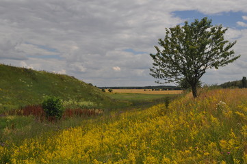 tree in field