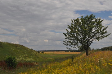 tree in the field