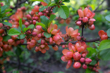Chaenomeles japonica or Japanese quince