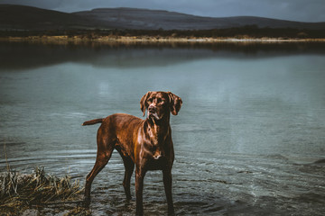 Imagen de un perro solitario mirando al horizonte en un lago de Irlanda