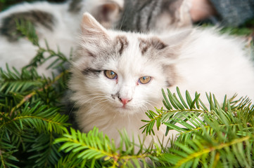 Cute white kittens in the tree in the sun