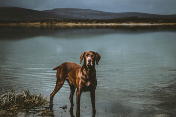 Imagen de un perro solitario mirando al frente de la cámara, en un lago de Irlanda