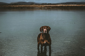 Imagen de un primer plano de un perro mirando a cámara en un lago de Irlanda durante el invierno