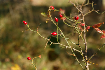 Wild rose hips (or rose haw or rose hep) close up on a branch with almost no leaves. Autumn theme. Soft focus. Blurred background. Nature background.