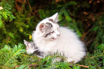 Naklejka na ściany i meble Beautiful kittens sitting on the tree, lush soft toys on a sunny day.