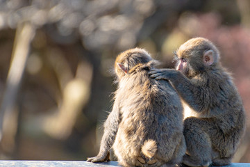 Japanese Macaque ape. Some macaque apes. Close-up of a japanese macaque.