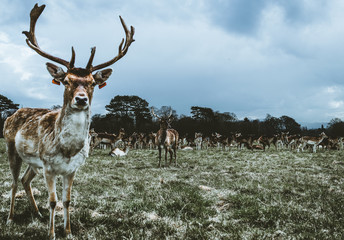 el rey de la reserva