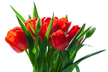 Bright holiday bouquet of red flowers isolated on white, Sunch of red tulips with green leaves, Spring, mothers or woman’s day, seasonal greetings