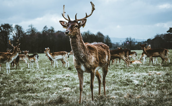 el rey de la reserva