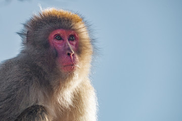 Japanese Macaque ape. Some macaque apes. Close-up of a japanese macaque.