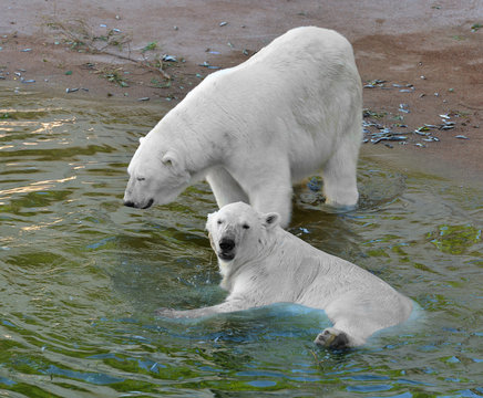 Two polar bears (Ursus maritimus) in water