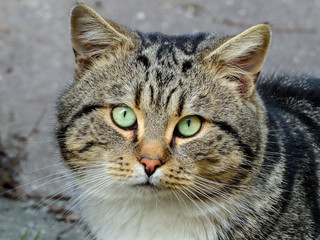 Tabby Cat