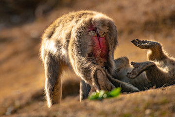 Japanese Macaque ape. Some macaque apes. Close-up of a japanese macaque.