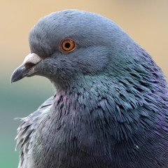Garden Pigeon