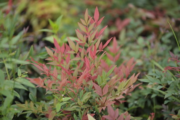 Nandina domestica obsessed