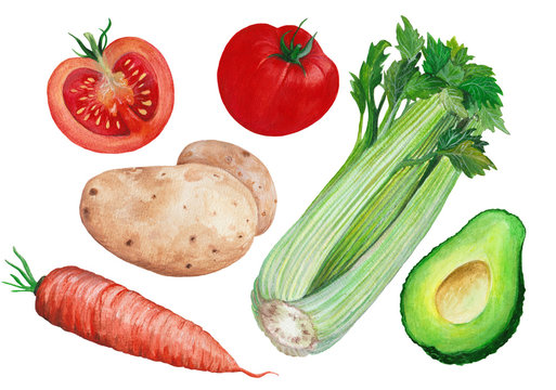 Hand drawn set of fresh vegetables isolated on white background in watercolor