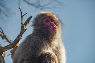 Japanese Macaque ape. Some macaque apes. Close-up of a japanese macaque.