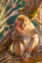Fototapeta premium Japanese Macaque ape. Some macaque apes. Close-up of a japanese macaque.