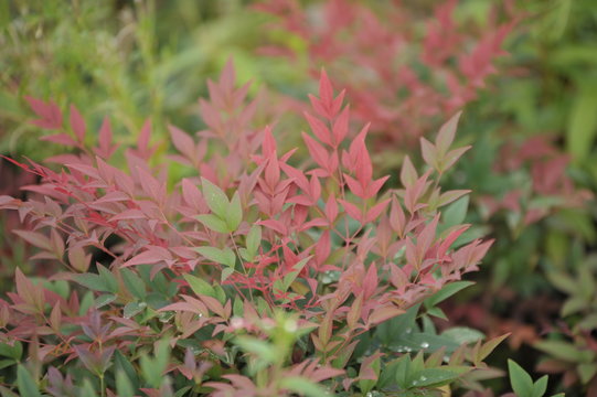 Nandina domestica obsessed