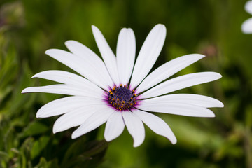 Obraz premium flower