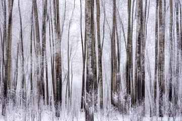 Fototapeta premium Abstract Art - Spooky Trees in Motion