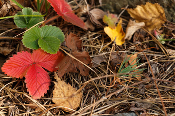 Autumn colorful leaves on the ground. Forest strawberry red and green leaves. Yellow and brown dry leaves. Fall season.