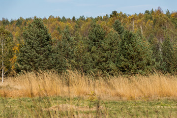Obraz premium Autumn mountain scenery. Low green grass, high yellow grass in the foreground. Forest woods in the background. Nature landscape.