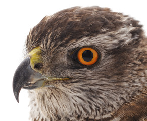 One brown falcon.