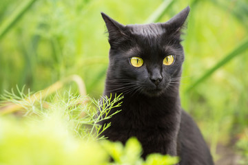 Naklejka na ściany i meble Bombay black cat portrait with yellow eyes and attentive look in green grass in nature in spring, summer garden