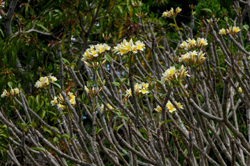 Fototapeta premium Yellow flowers on the branches. Wild flowers. Nature scenery. Nature background.