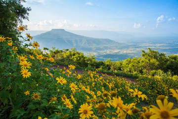 Landscape Thailand beautiful mountain scenery view on hill with tree marigold flower field