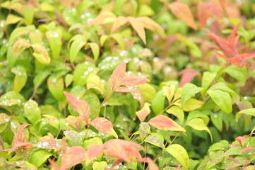Nandina fire power