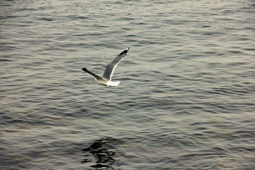 flying over the sea