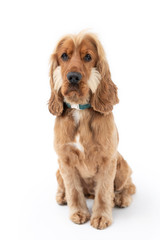 18 Month Old Cocker Spaniel Photoshoot